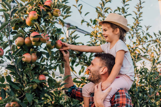 istock Man holding daughter piggy back at apple orchard 1056890040