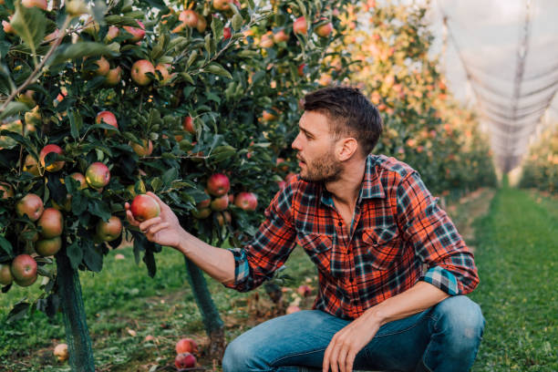 istock Young man picking apples at the plantation 1056890044