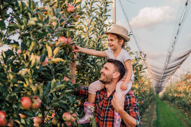 istock Girl sitting on man's back picking up apples 1056890080