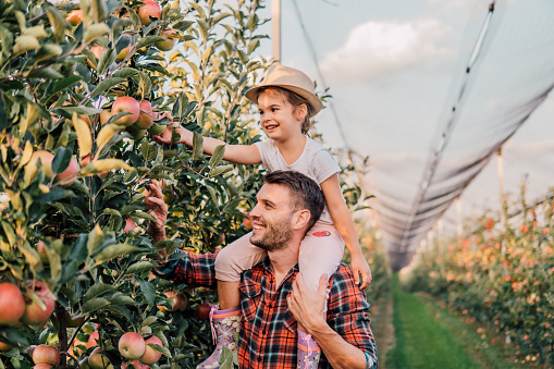Happy young girl sitting on her father's shoulders when picking apples