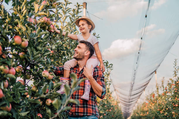 Young man holding young girl on his back Happy young farmer holding his daughter piggyback at plantation of fruit apple orchard photos stock pictures, royalty-free photos & images