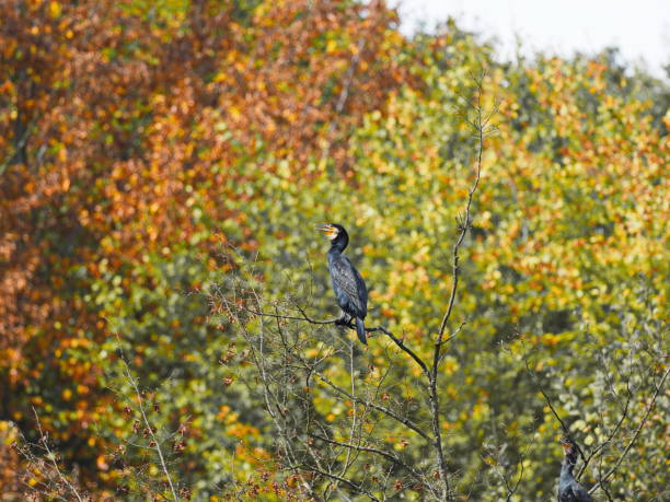 kormoran im herbstwald - cormorán en el bosque de otoño - herbstwald fotografías e imágenes de stock