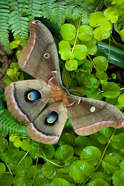 Polyphemus moth stock photo