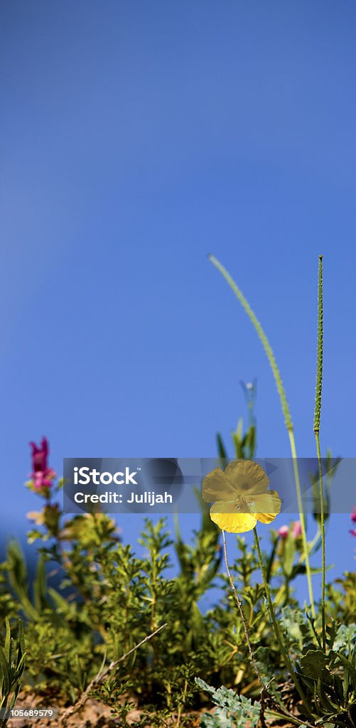 Glaucium flavum, Papaveraceae. Plateau Assy au Kazakhstan, l'Asie. Du matin. - Photo de Beauté de la nature libre de droits