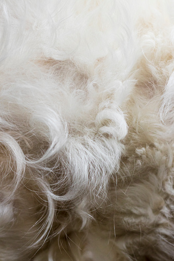 A close up of the texture of a white dog hair background
