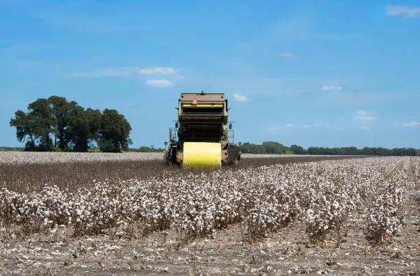 an old large combine baler or harvester working in a cotton field in Texas during the summer with a large rolled bale in yellow wrap sitting behind the machine backed by a bright blue sky and a tree-line on the horizon
