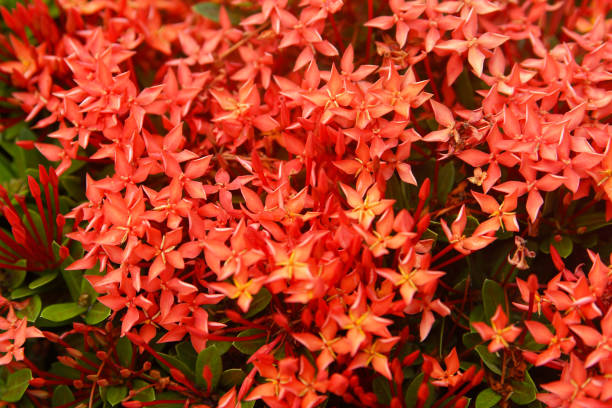 istock Red flowers. Ixora javanica. Thailand. 1056897492