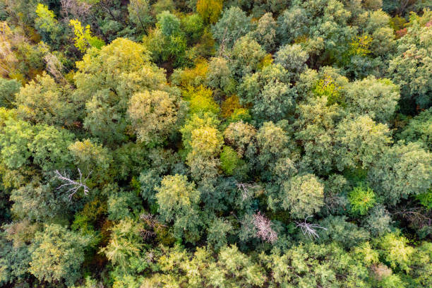 istock Aerial top down view on autumn forest. 1056897684
