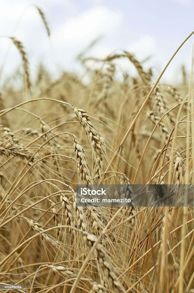 Sommer Weizen Nahaufnahme - Lizenzfrei Agrarbetrieb Stock-Foto