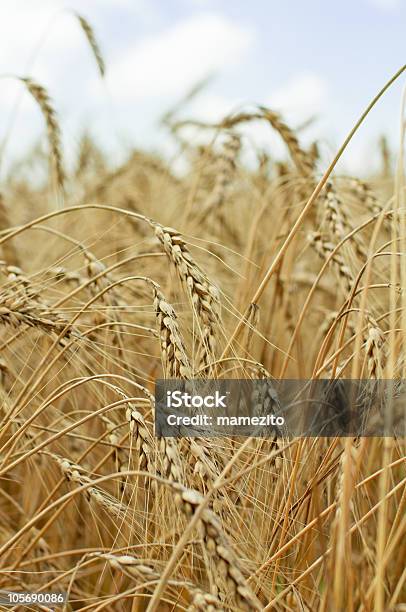 Sommer Weizen Nahaufnahme Stockfoto und mehr Bilder von Agrarbetrieb - Agrarbetrieb, Bildhintergrund, Bildschärfe