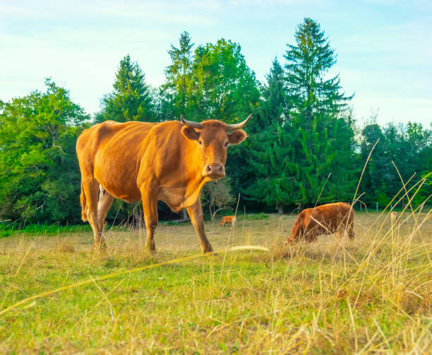 istock Red cow in the pasture looks right 1056902472
