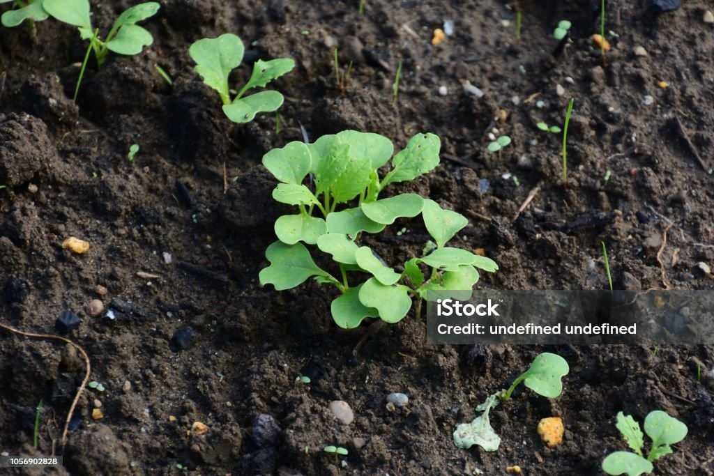 urnip cultivation Kitchen garden / Turnip cultivation Agricultural Field Stock Photo