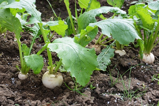 Kitchen garden / Turnip cultivation