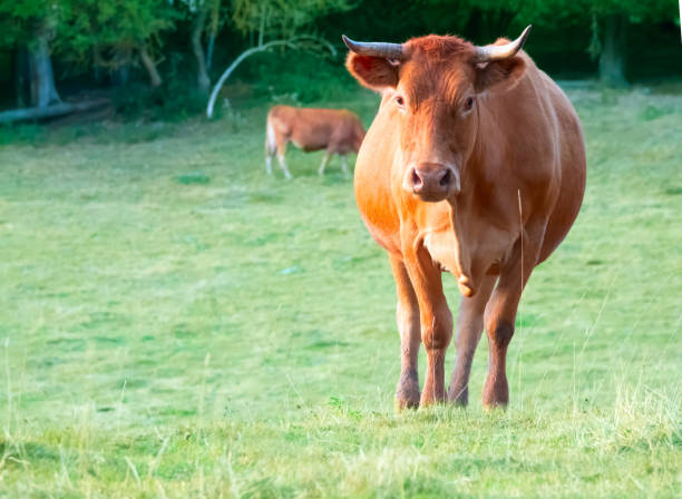 istock Red cow in the pasture looks right 1056903542