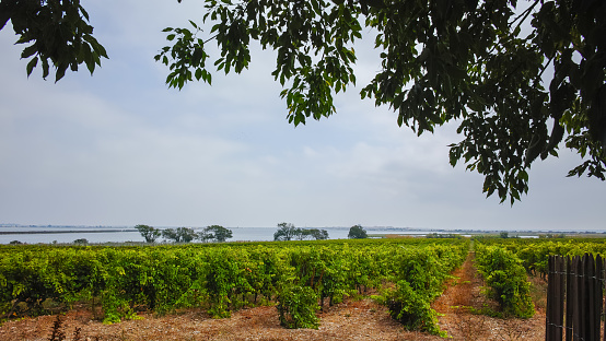 Old vineyards in Maguelone near Montpellier, France, surrounded by salty sea water bays in summer