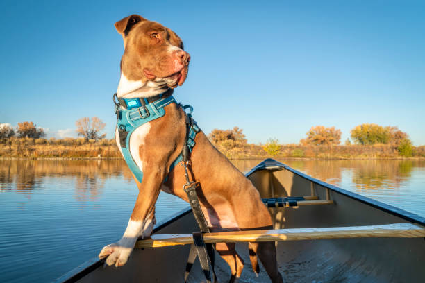 pit bull terrier hund in einem kanu - zuggeschirr stock-fotos und bilder