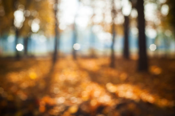 istock Autumnal background of park 1056905866