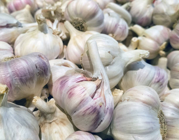 istock Heads of garlic in bulk uniform background. 1056906312