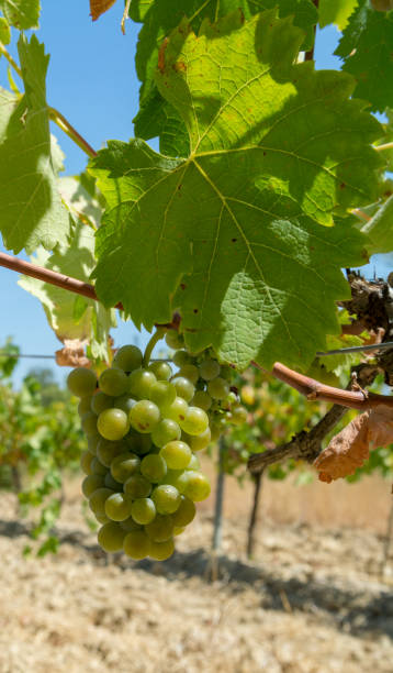 istock White grape vine riping on vineyard in the Netherlands, Limburg wine 1056906412