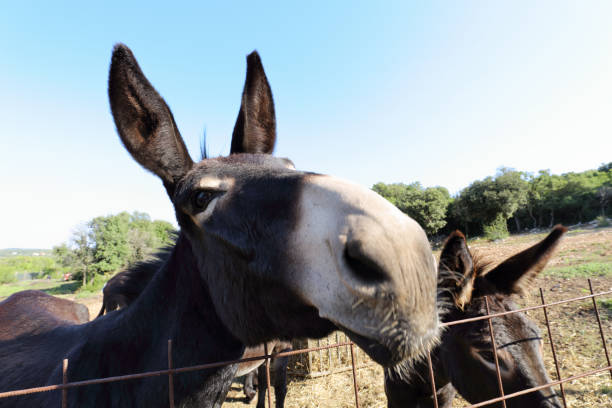słodkie osły - donkey mule large grazing zdjęcia i obrazy z banku zdjęć