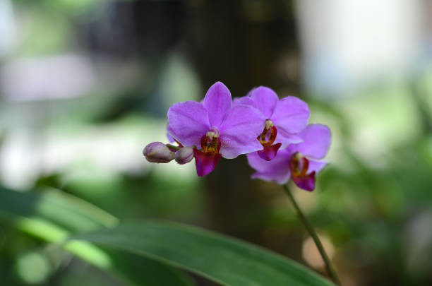 istock Beautiful Purple orchid flower 1056906934