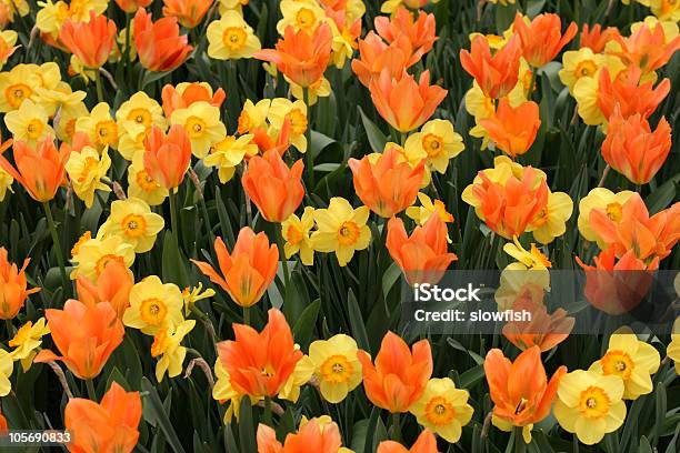 Túlipas E Daffodils - Fotografias de stock e mais imagens de Ajardinado - Ajardinado, Beleza natural, Bulbo de flor