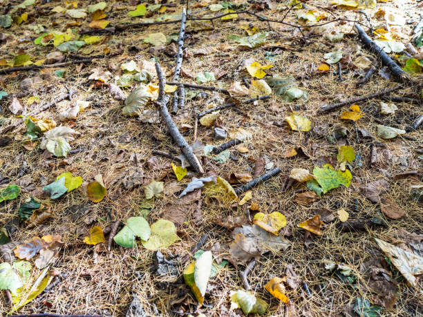istock fallen leaves and larch needles on ground 1056909584