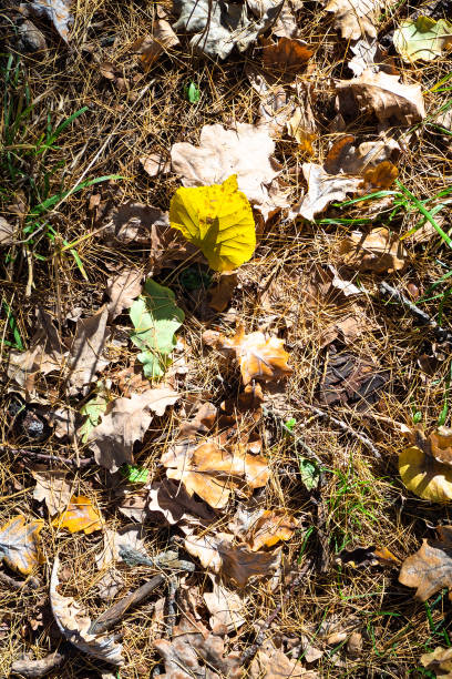 istock linden and oak leaves lit by sun on ground 1056909750