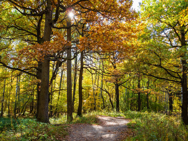 istock path between oak trees in forest of urban park 1056909902