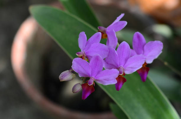 istock Beautiful Purple orchid flower 1056911986