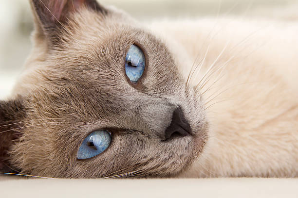 An alluring close up photograph of a siamese cat relaxing as you are drawn into her eyes..