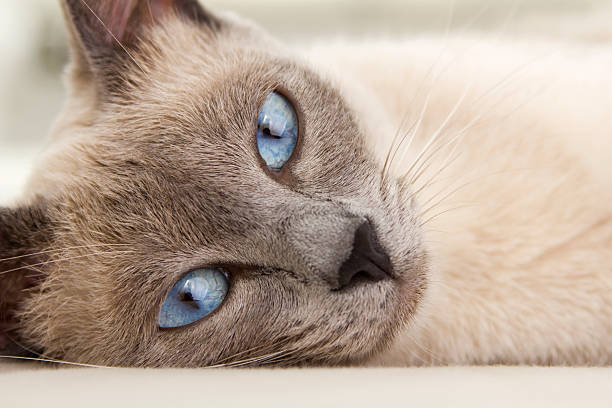 Face of Siamese Relaxing stock photo