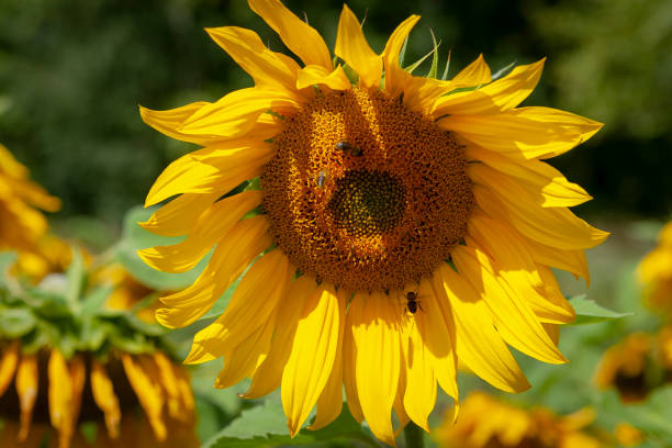 istock Sunflower flower with bees, close-up 1056912398