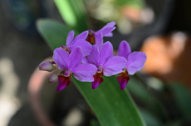 istock Beautiful Purple orchid flower 1056912548