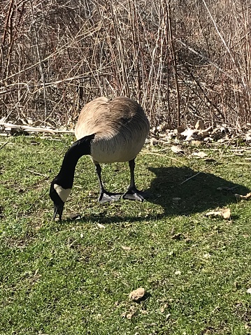 A Canada Goose, Branta canadensis, in a Michigan meadow looking at the camera.  There are wildflowers on the ground and a green background with room for text.