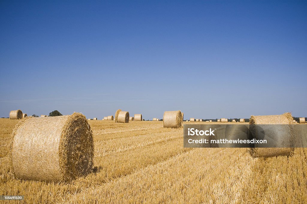 Golden hay Golden hay bales on a clear summers day. Agricultural Field Stock Photo