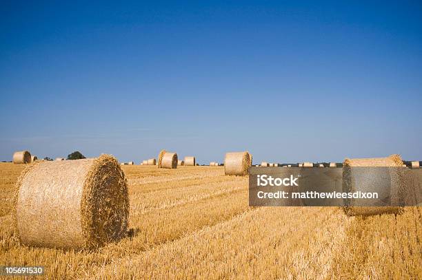 Golden Hay Stock Photo - Download Image Now - Agricultural Field, Agriculture, Bale