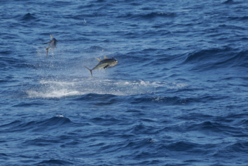 Two Yellow-finned Tuna jump out of water after Flying Fish.
