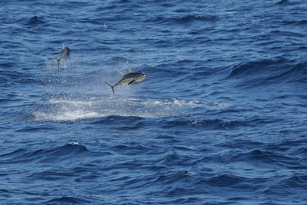 Tuna Chasing Flying Fish stock photo