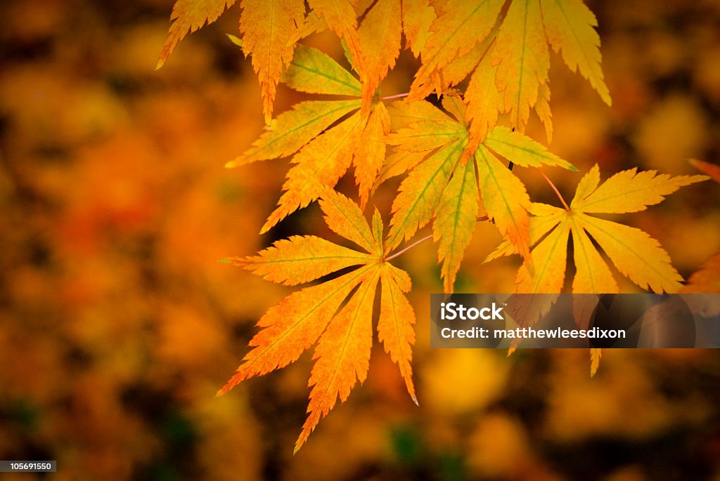 Fall leaves against a blurry, warm autumn background Autumn colours bursting through acer leaves. Autumn Stock Photo