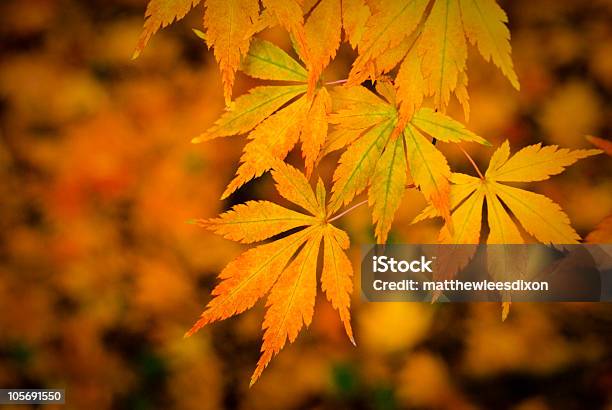 Fall Leaves Against A Blurry Warm Autumn Background Stock Photo - Download Image Now