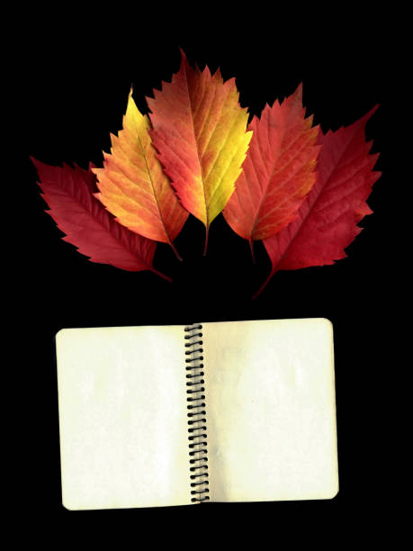 istock Autumn colorful leaves on a black background. 1056917296