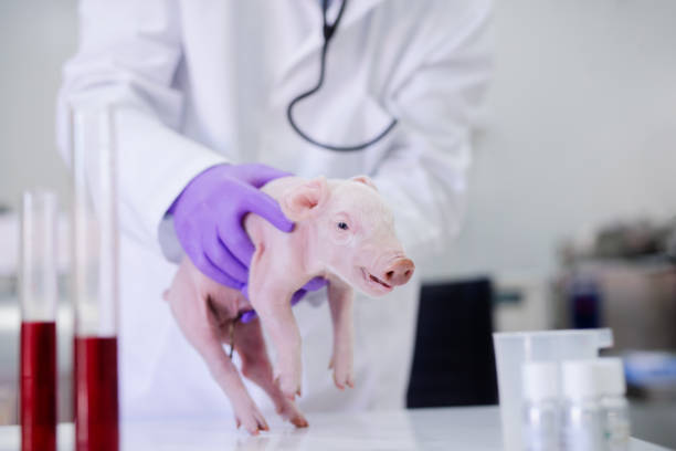 istock Veterinarian examining little piglet.  Focus on piglet. 1056917994