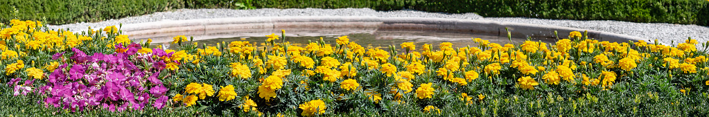 Background of yellow petal flowers in front of an fountain in a park Wide panorama format.