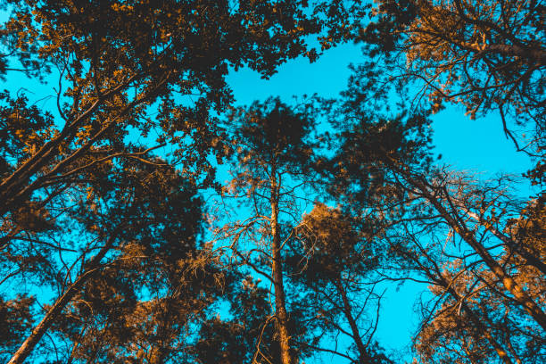 treetops from the low angle view for background themes or environment styles