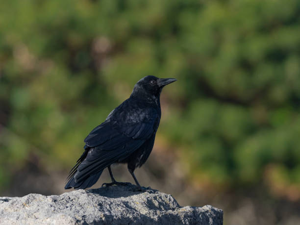 istock American Crow Corvus brachyrhynchos Perched Green Background Oregon 1056924100