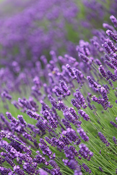 Lavender close-up in field stock photo