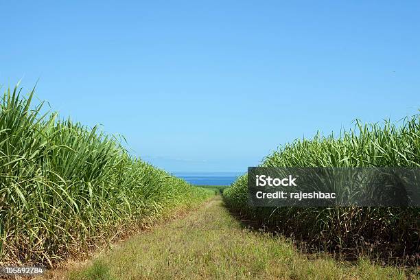 Zuckerrohrfeld Stockfoto und mehr Bilder von Agrarbetrieb - Agrarbetrieb, Feld, Zuckerrohr