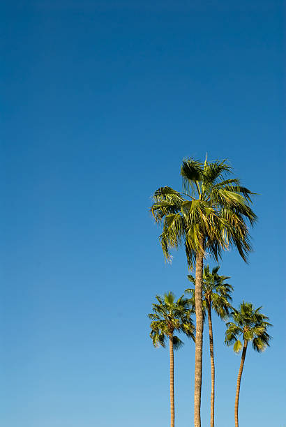 Cтоковое фото Четыре пальмовых деревьев против Яркое голубое небо в Аризоне