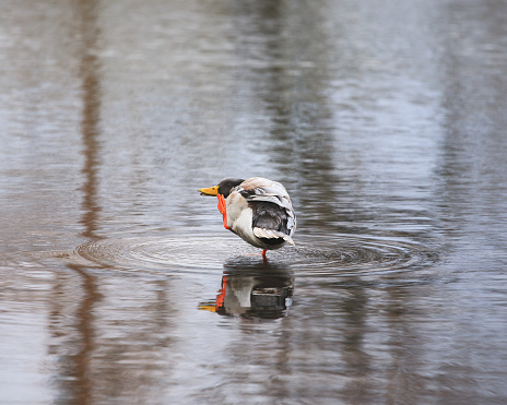 Duck scratching beak area in shallow water.